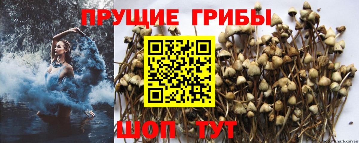 Псилоцибиновые грибы мицелий Можайск